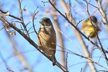 カワラヒワ 新横浜公園 2022年1月4日(火)