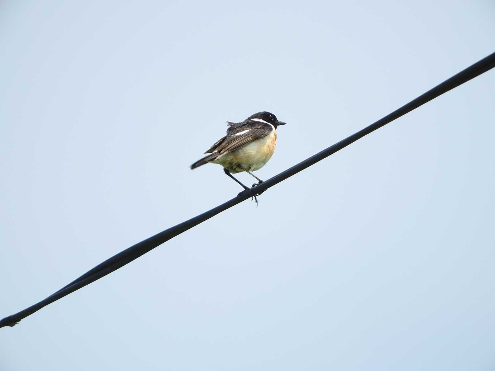 Amur Stonechat