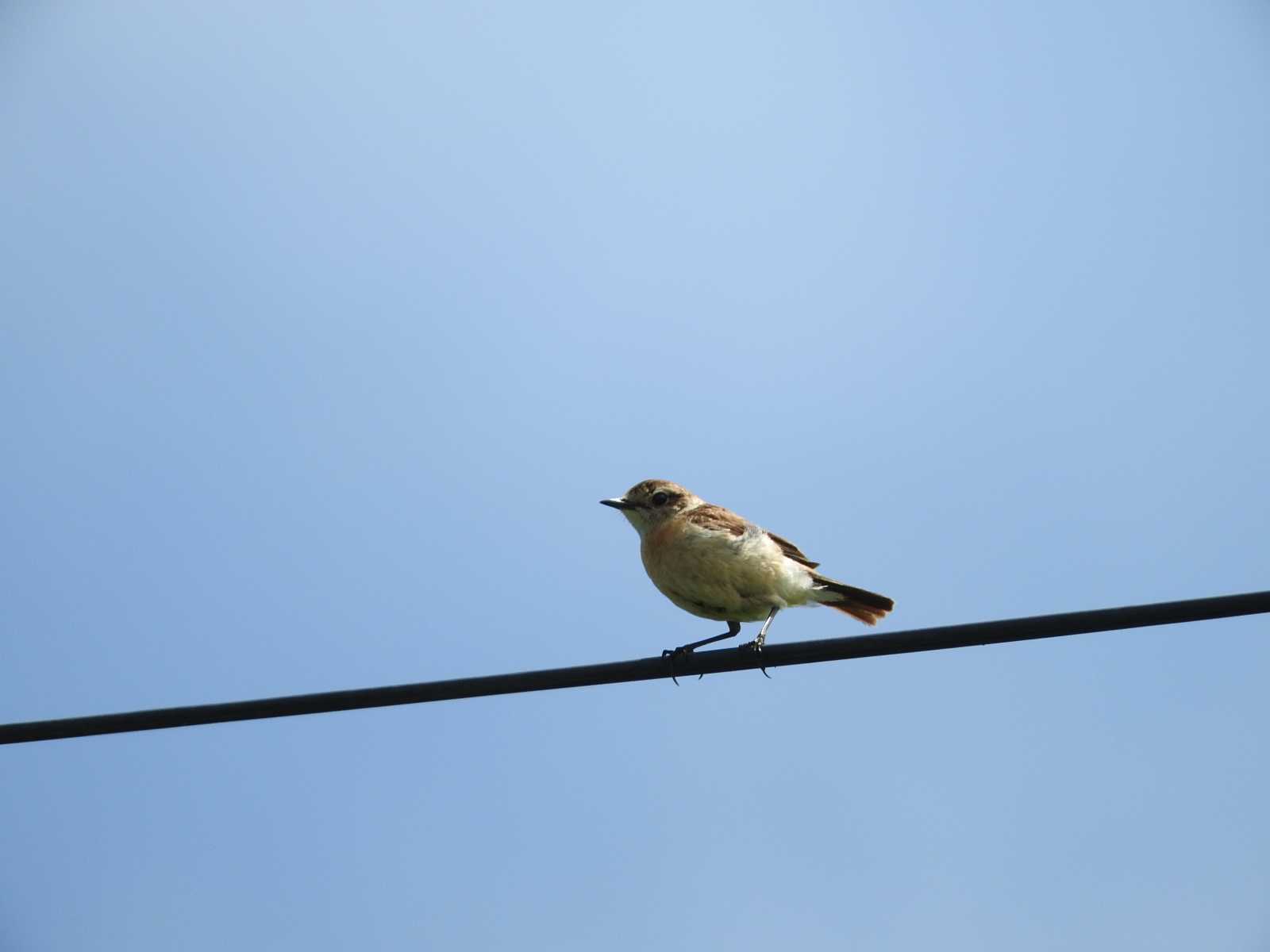 Amur Stonechat