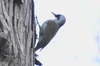 Japanese Green Woodpecker Yatoyama Park Tue, 1/4/2022
