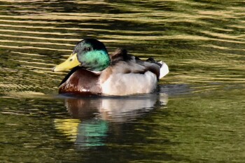 Mallard Yatoyama Park Tue, 1/4/2022