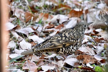 White's Thrush Yatoyama Park Tue, 1/4/2022