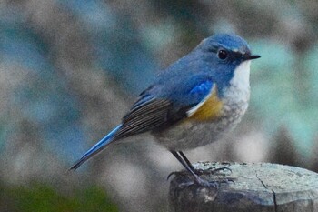 ルリビタキ 座間谷戸山公園 2022年1月4日(火)