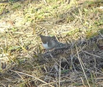 2022年1月4日(火) 川越市の野鳥観察記録