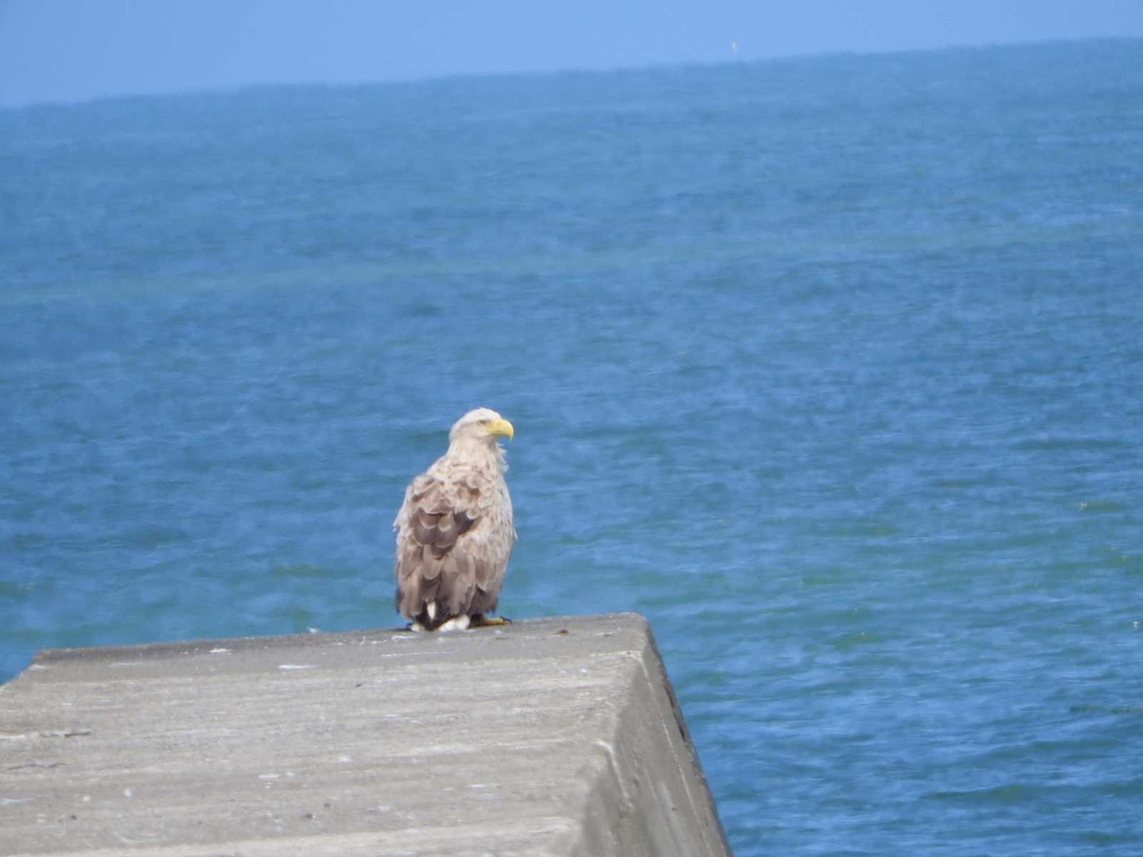 White-tailed Eagle