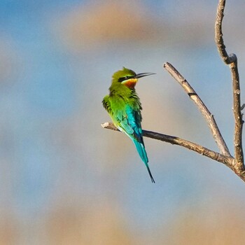 Blue-tailed Bee-eater Bueng Boraphet Bird Park Fri, 12/31/2021