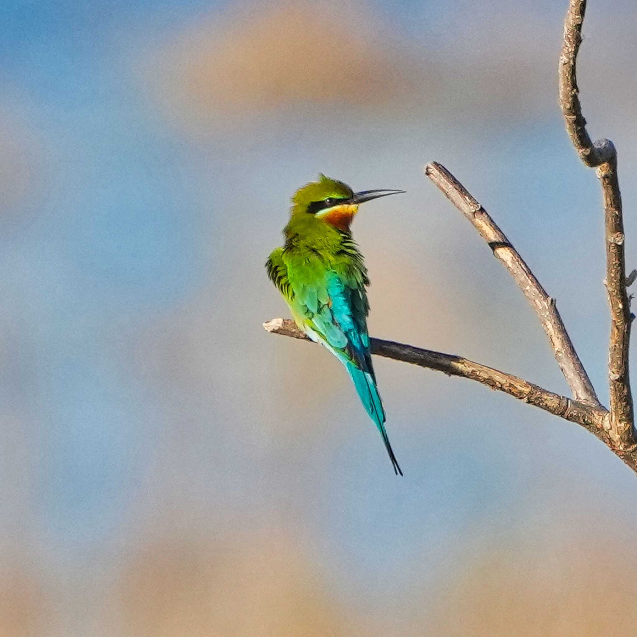 Bueng Boraphet Bird Park ハリオハチクイの写真 by span265