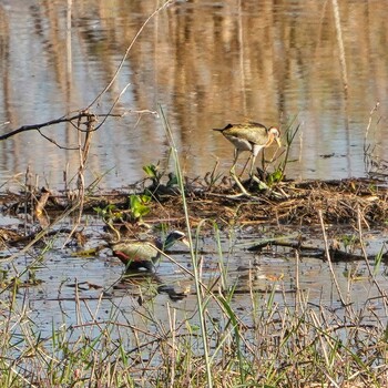 Bronze-winged Jacana Bueng Boraphet Bird Park Fri, 12/31/2021