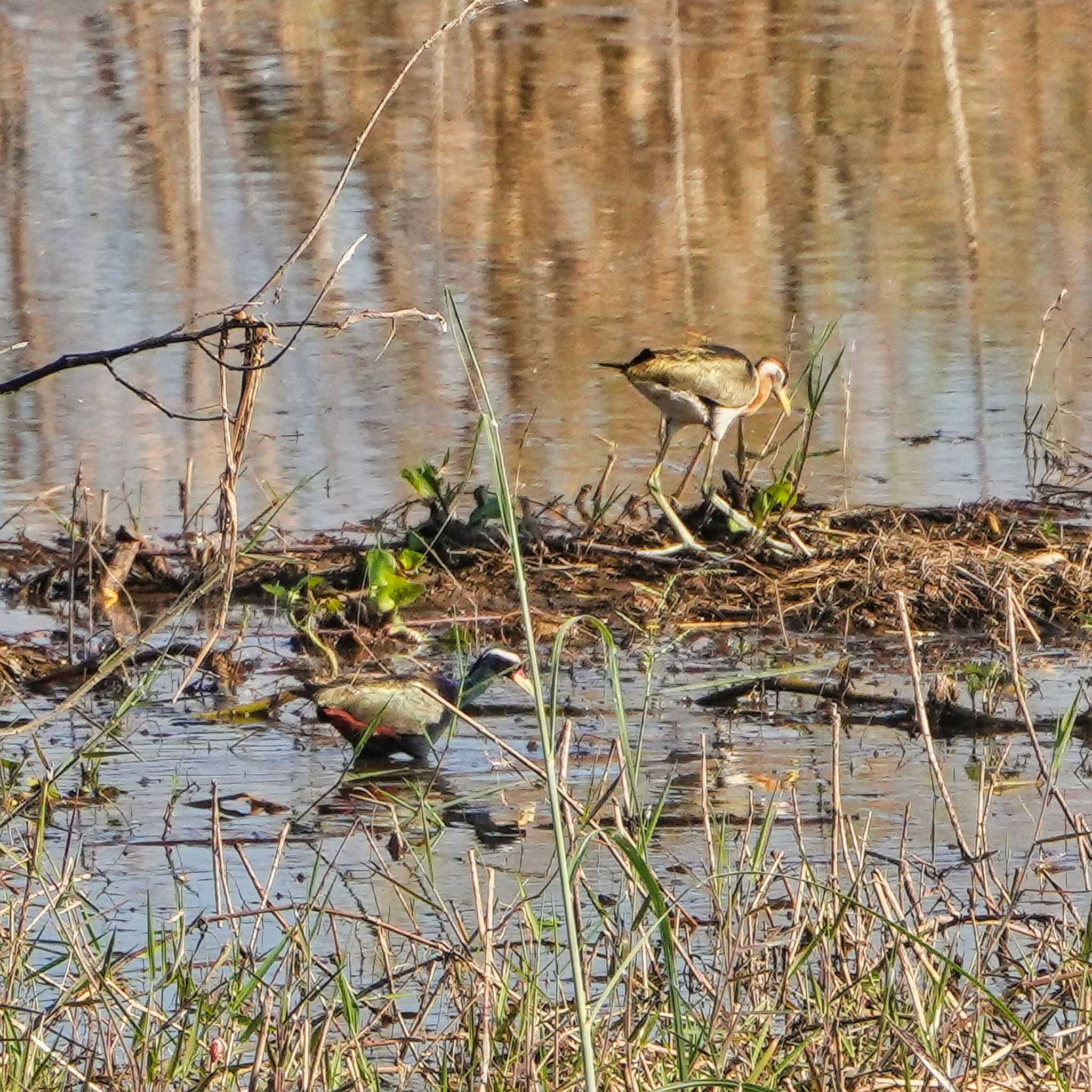 Photo of Bronze-winged Jacana at Bueng Boraphet Bird Park by span265