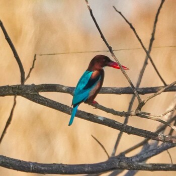 2021年12月31日(金) Bueng Boraphet Bird Parkの野鳥観察記録