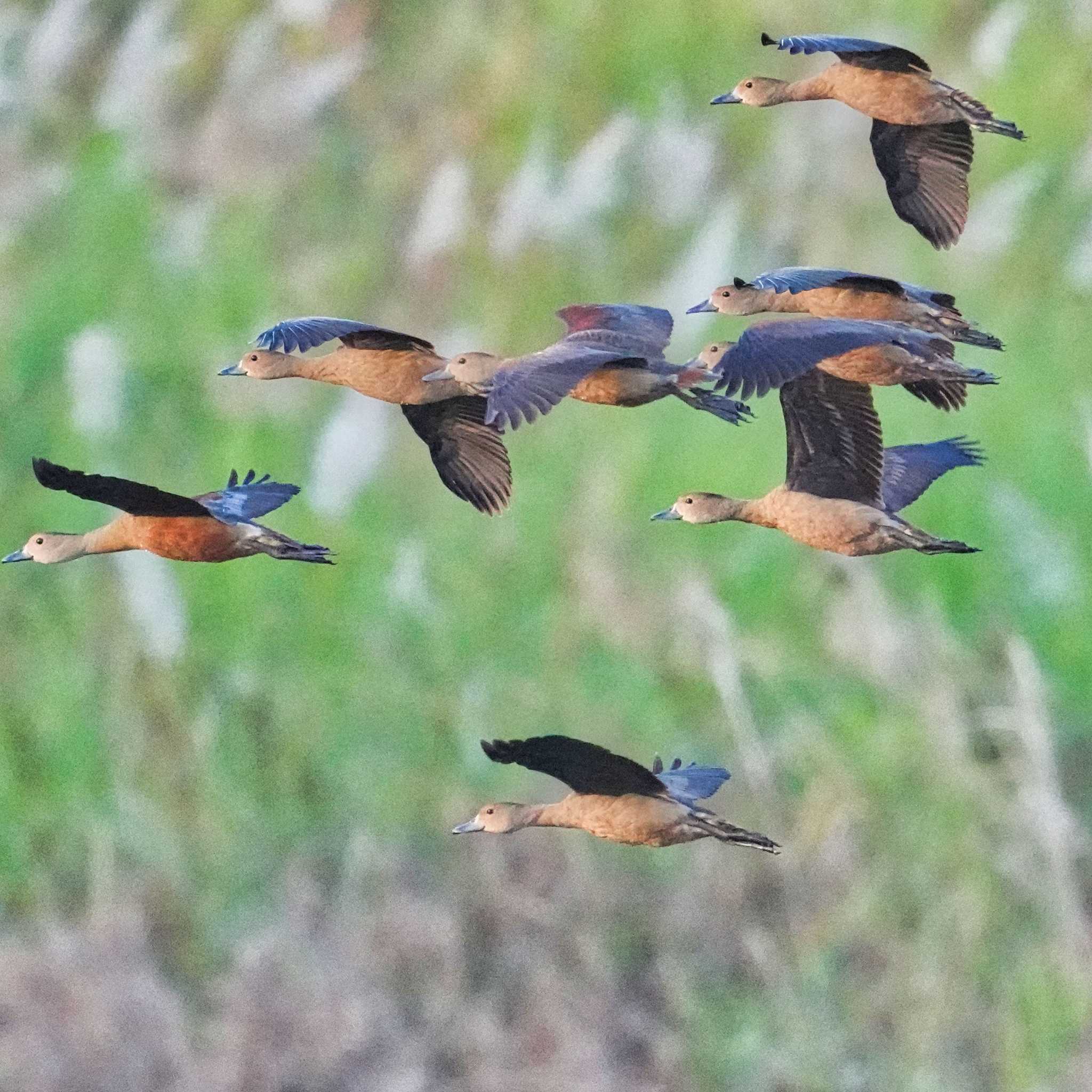 Photo of Lesser Whistling Duck at Bueng Boraphet Bird Park by span265