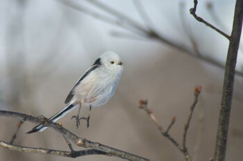 2022年1月3日(月) 北海道夕張郡の野鳥観察記録