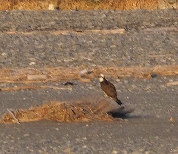 Osprey 富士川河口 Mon, 1/3/2022