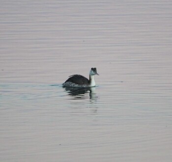 Great Crested Grebe 富士川河口 Mon, 1/3/2022