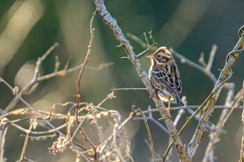 カシラダカ 守谷野鳥のみち 2022年1月4日(火)