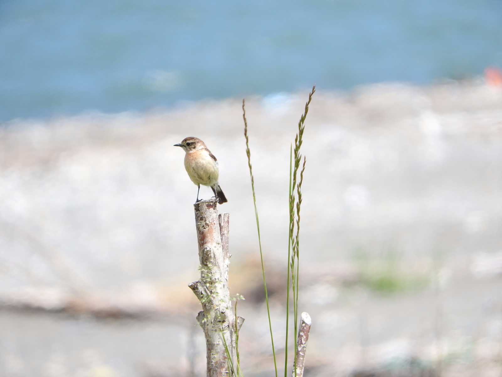 Amur Stonechat