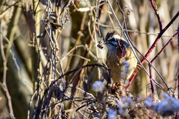 ホオジロ 守谷野鳥のみち 2022年1月4日(火)