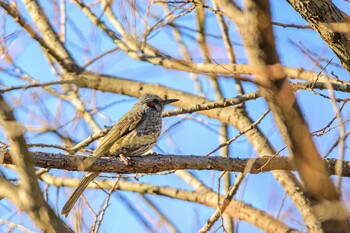 ヒヨドリ 守谷野鳥のみち 2022年1月4日(火)