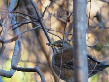 2022年1月3日(月) 岩本山公園の野鳥観察記録