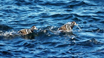 シノリガモ 平磯海岸 2022年1月1日(土)