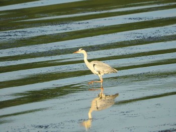 Wed, 6/28/2017 Birding report at サロマ湖