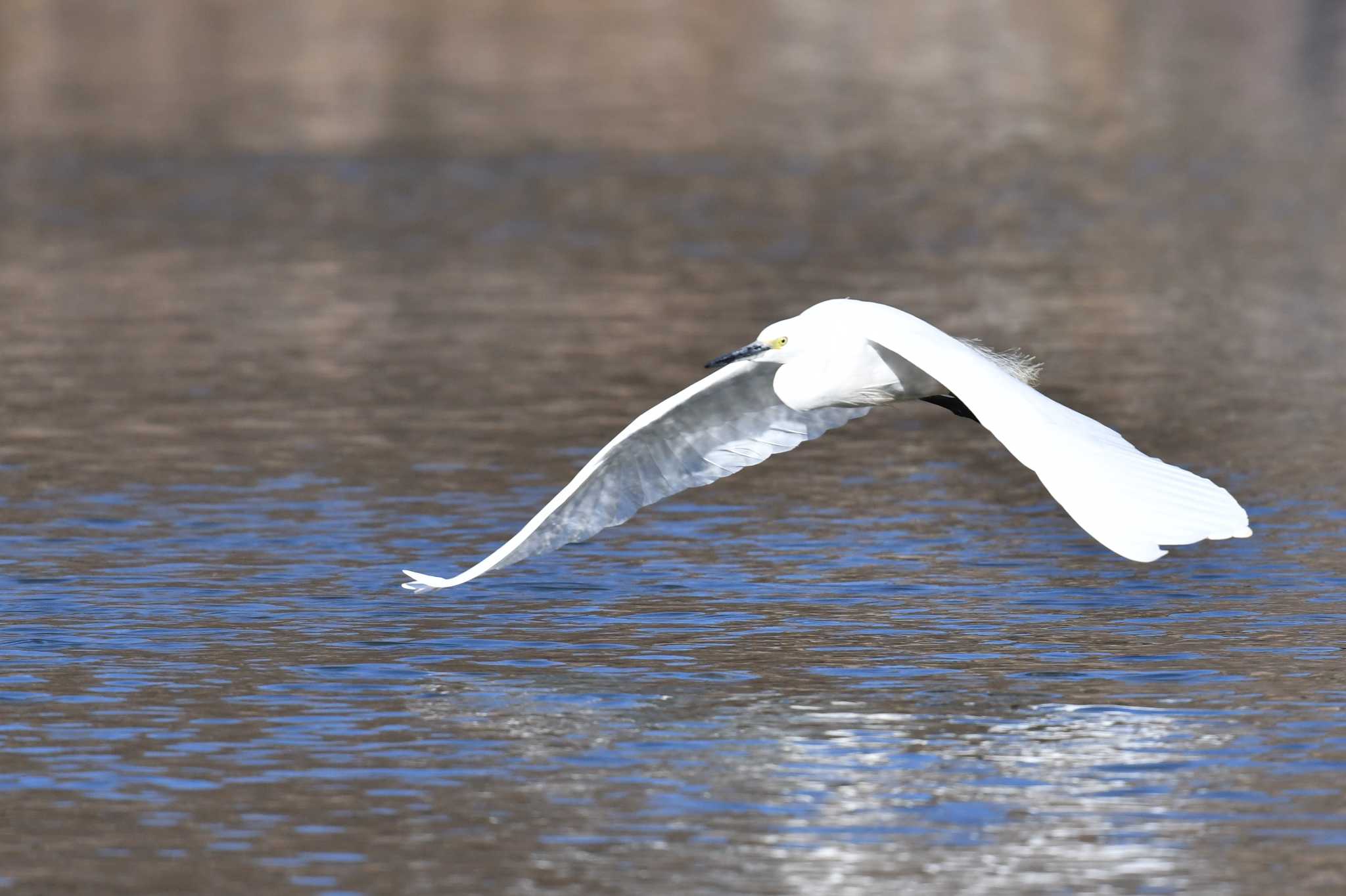 Photo of Little Egret at 徳生公園 by tantan