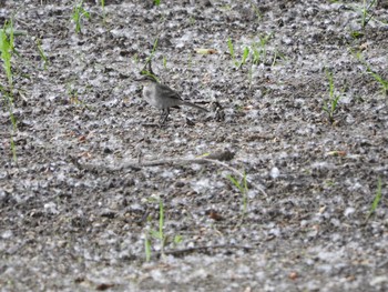 Eurasian Nuthatch 北見市中ノ島公園 Thu, 6/29/2017