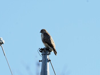 Eastern Buzzard 涸沼 Mon, 1/3/2022