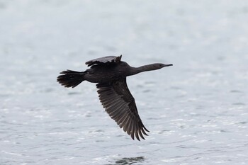 Pelagic Cormorant 知布泊漁港(日の出漁港, 斜里郡) Sun, 12/26/2021