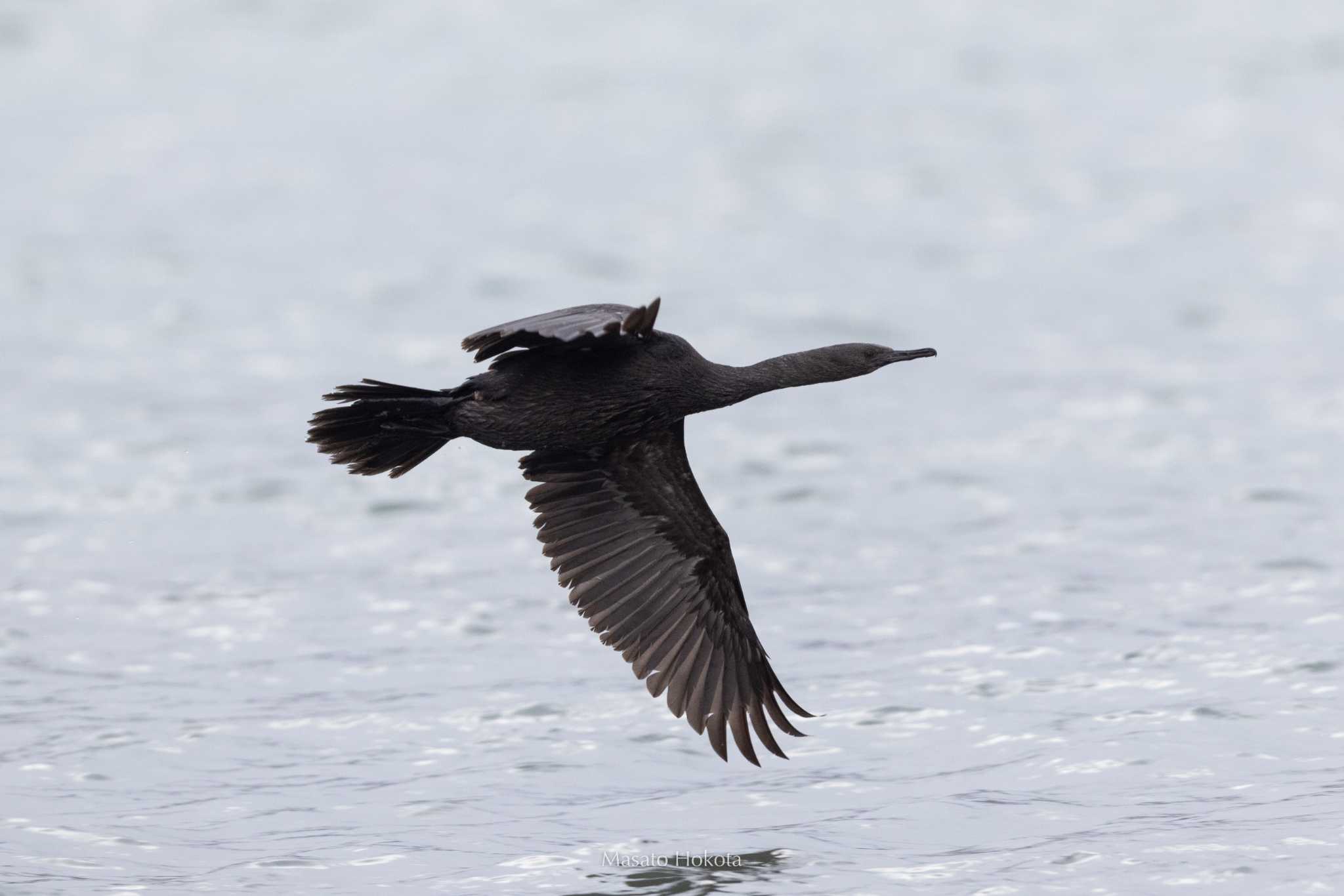 Photo of Pelagic Cormorant at 知布泊漁港(日の出漁港, 斜里郡) by Trio