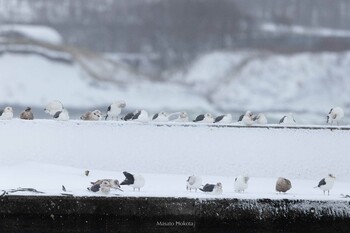 Sun, 12/26/2021 Birding report at 知布泊漁港(日の出漁港, 斜里郡)