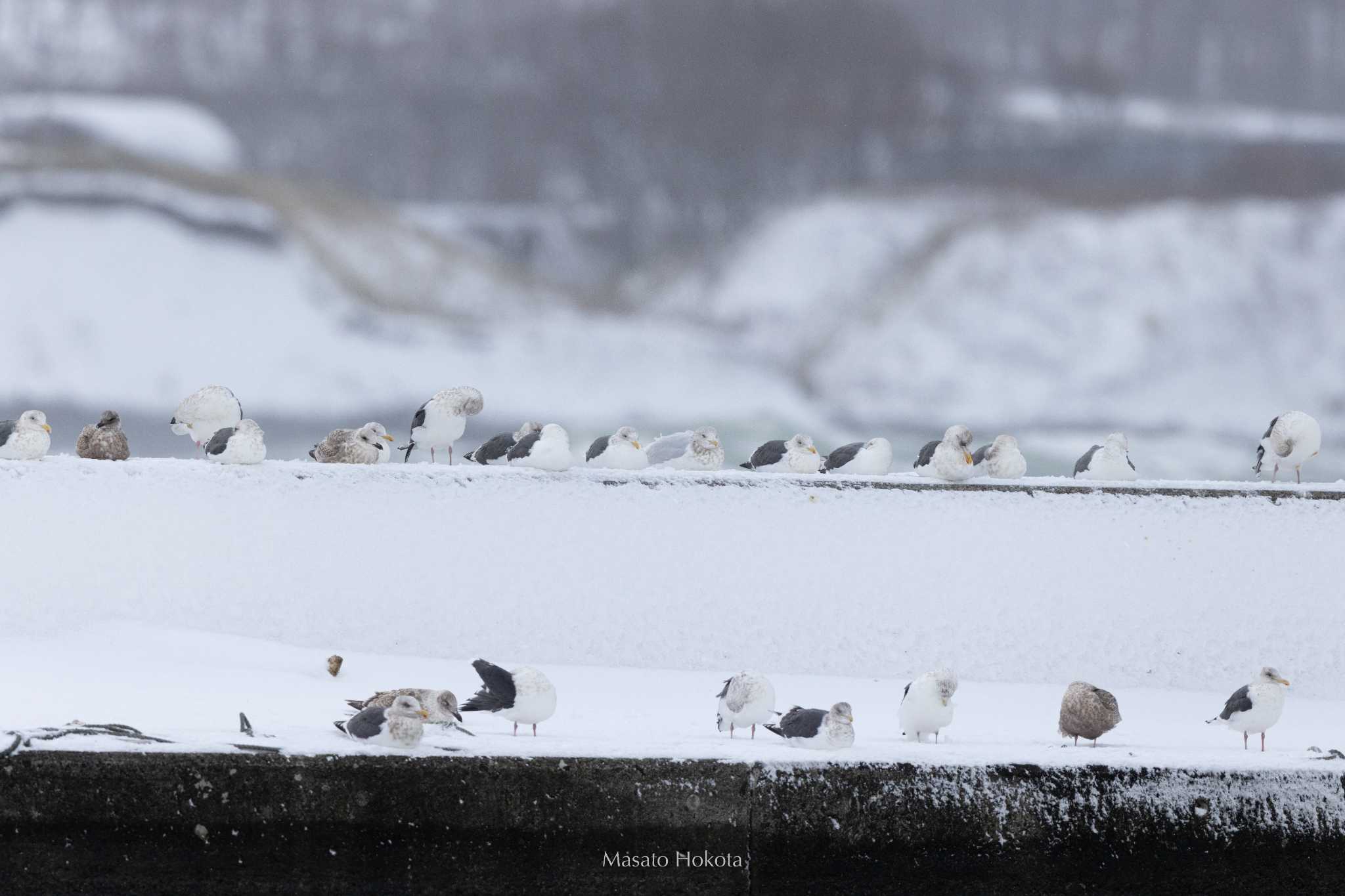 Photo of Glaucous Gull at 知布泊漁港(日の出漁港, 斜里郡) by Trio