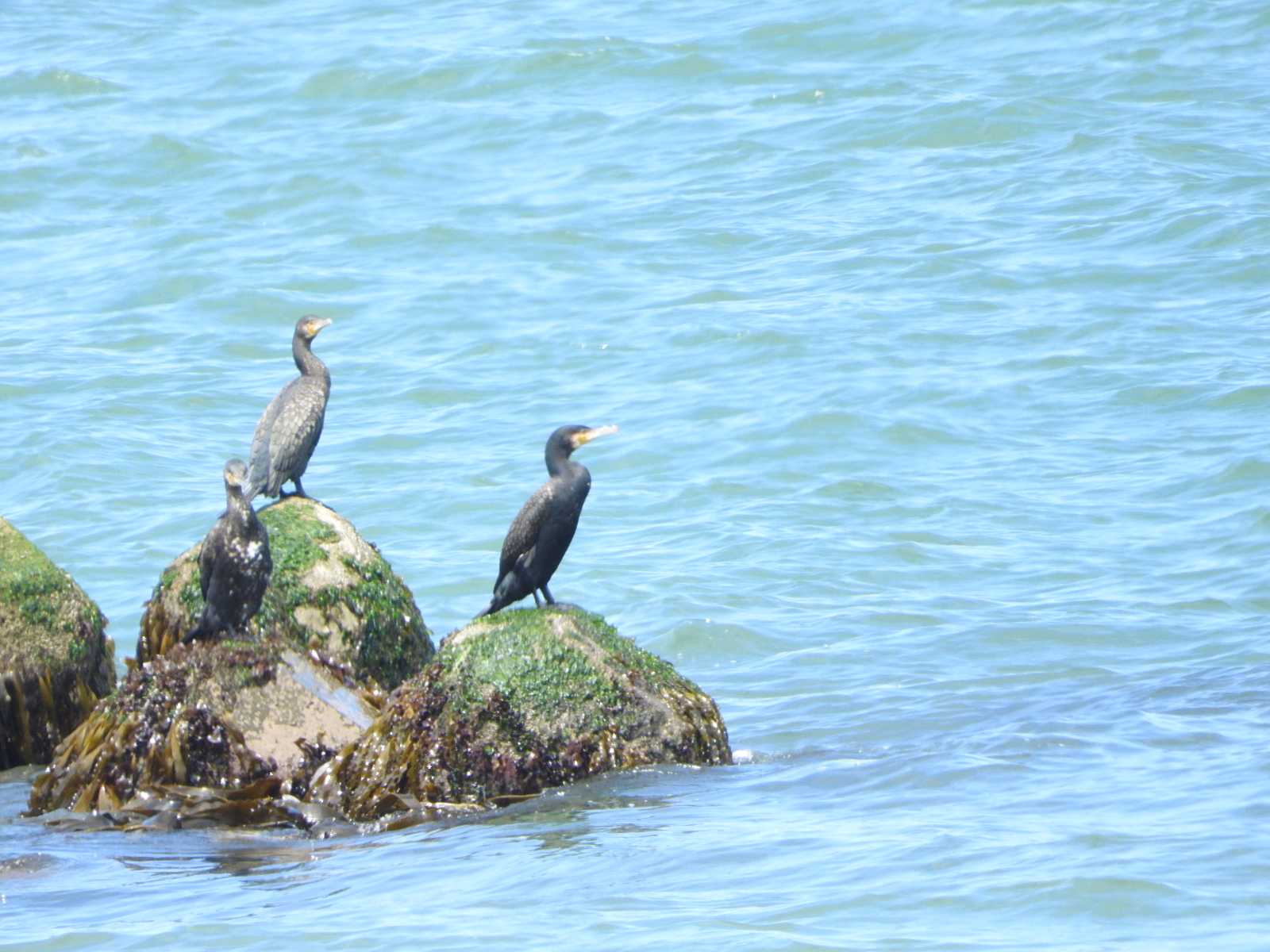 Japanese Cormorant