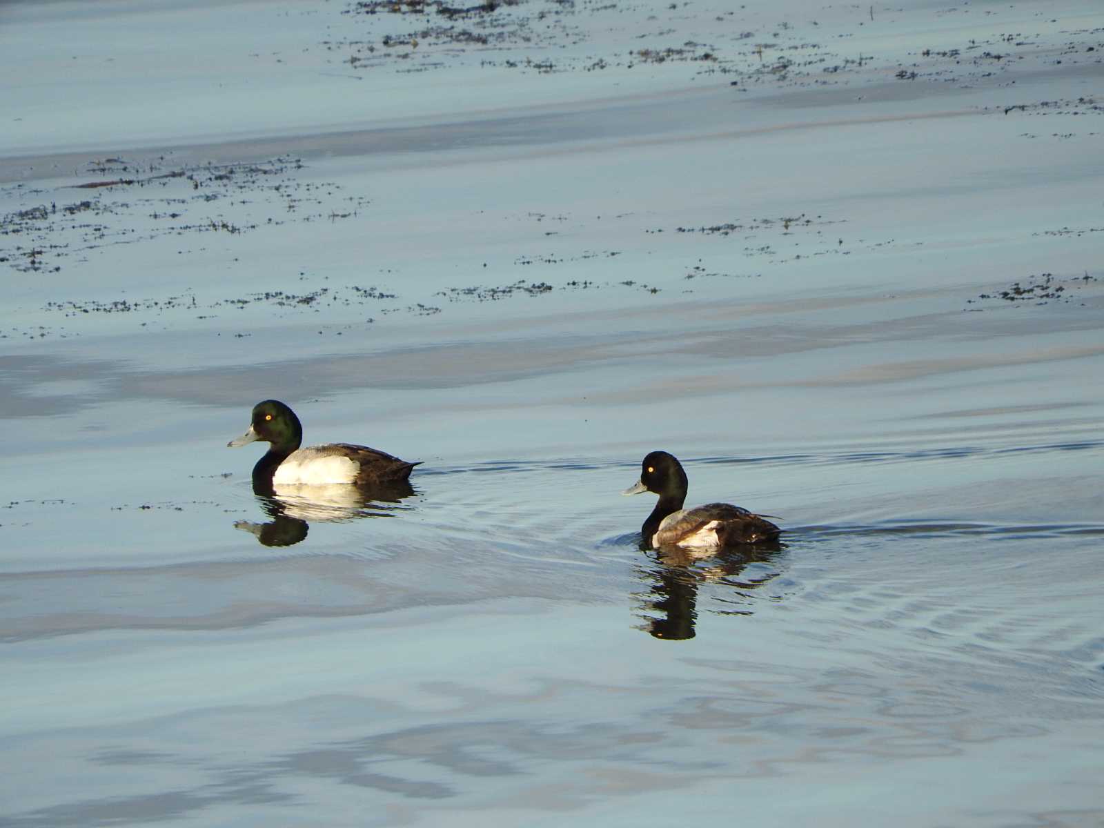 Photo of Greater Scaup at 道の駅オホーツク紋別 by ぴよお