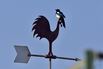 カササギ 福岡市 2022年1月3日(月)