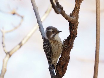 Japanese Pygmy Woodpecker Mitsuike Park Tue, 1/4/2022