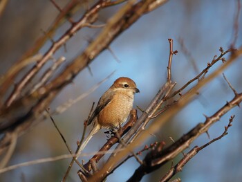 Bull-headed Shrike Mitsuike Park Tue, 1/4/2022