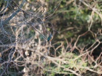 Common Kingfisher Mitsuike Park Tue, 1/4/2022