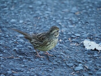 Masked Bunting Mitsuike Park Tue, 1/4/2022