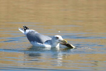 セグロカモメ 新横浜公園 2022年1月4日(火)