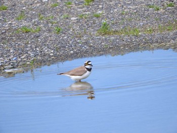 Little Ringed Plover 道の駅オホーツク紋別 Wed, 6/28/2017