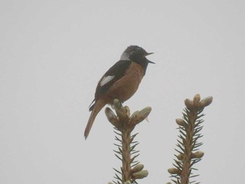 Daurian Redstart Kirigamine Highland Sat, 7/1/2017