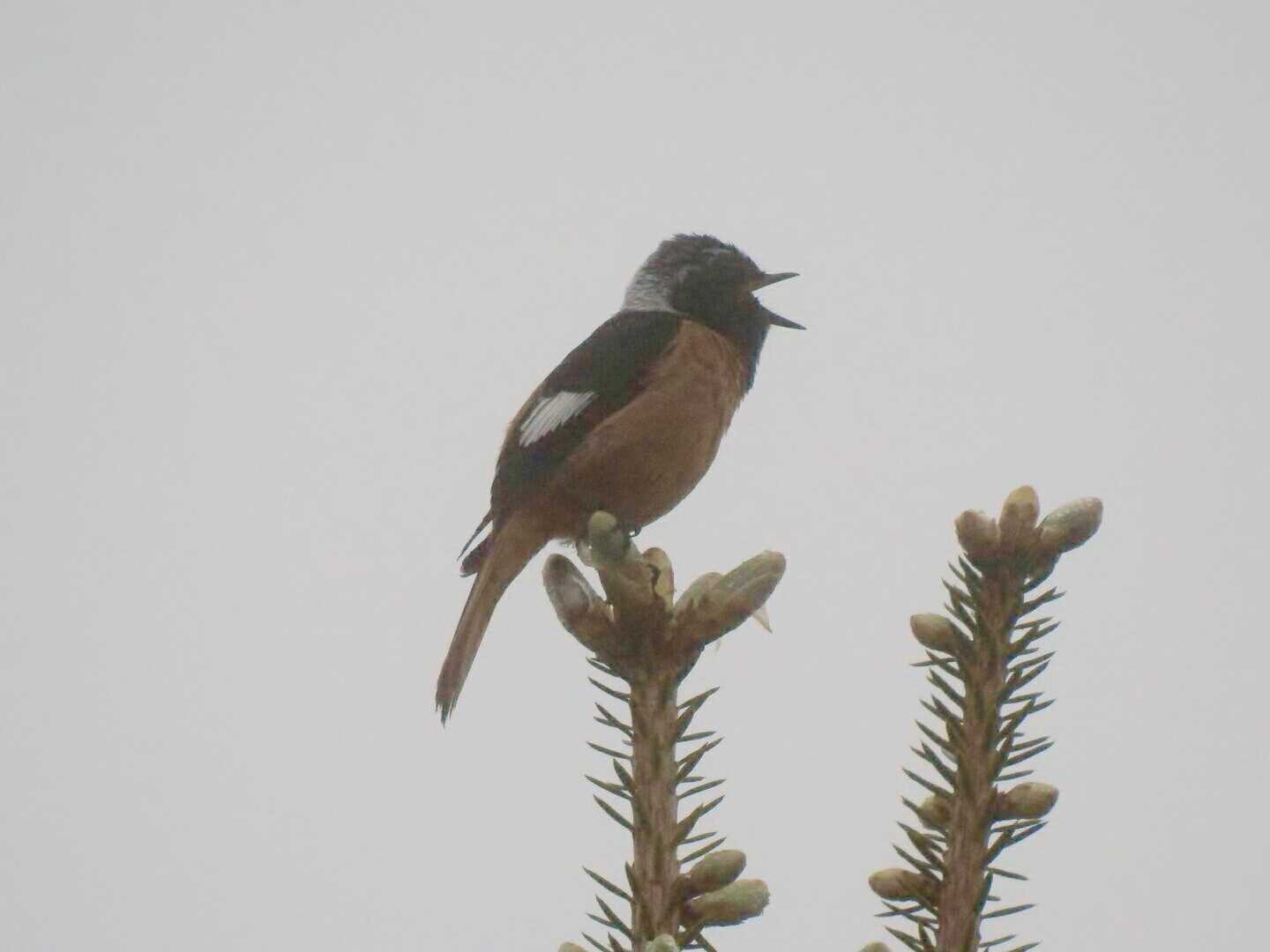 Daurian Redstart