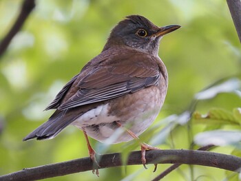 Pale Thrush 西宮市 広田山公園 Tue, 1/4/2022