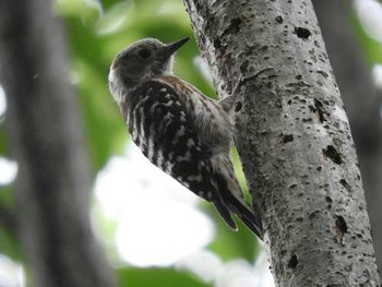 Japanese Pygmy Woodpecker Yoyogi Park Mon, 7/3/2017