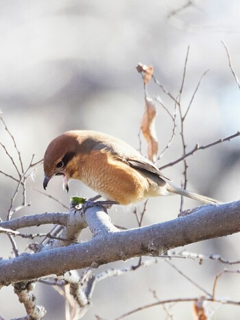 Bull-headed Shrike Akigase Park Tue, 1/4/2022