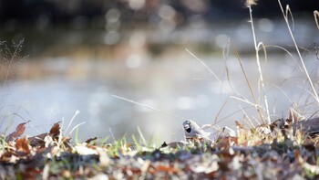 シメ 秋ヶ瀬公園 2022年1月4日(火)