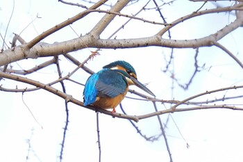 Tue, 1/4/2022 Birding report at 打上川治水緑地