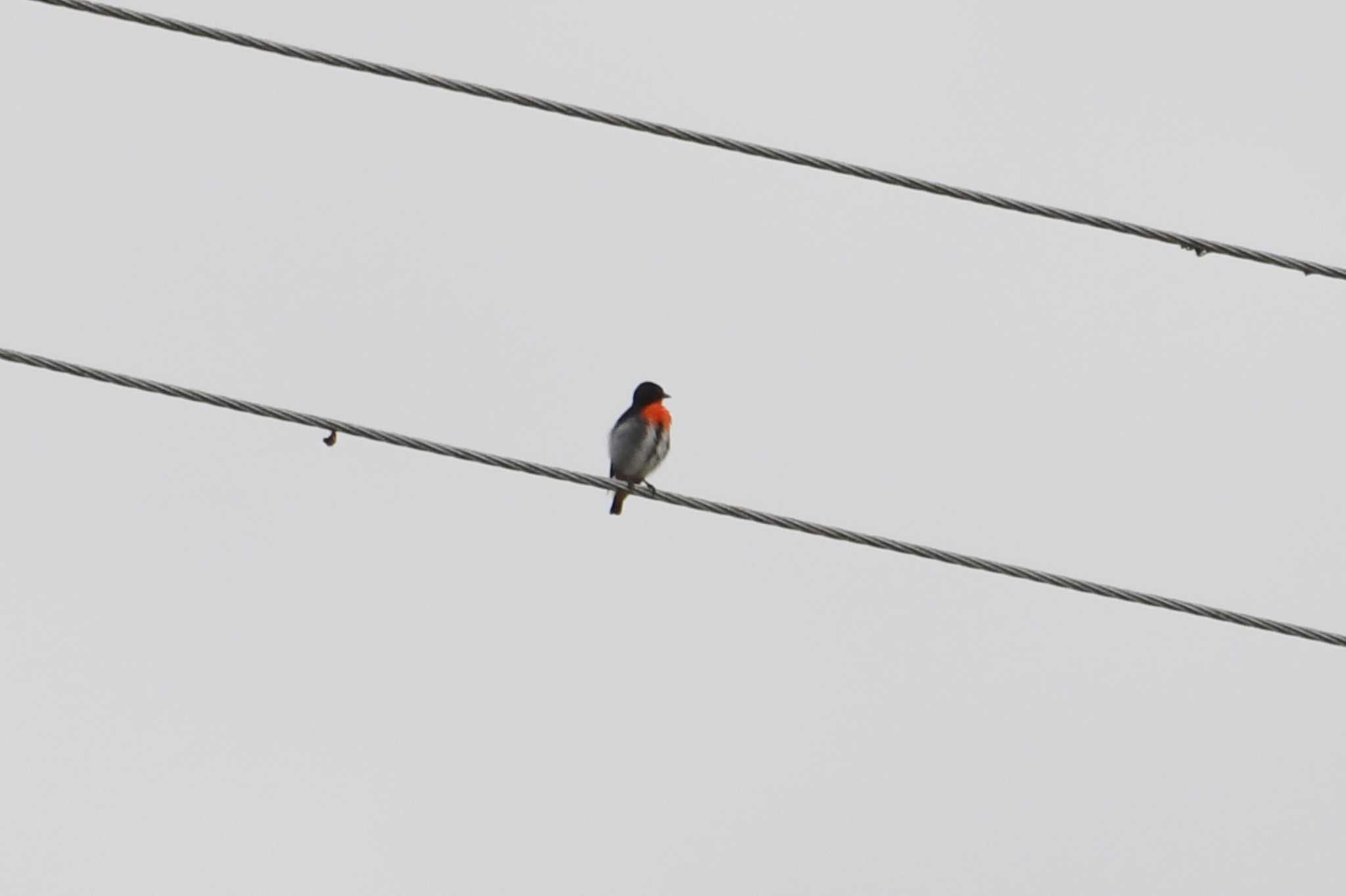 Mistletoebird