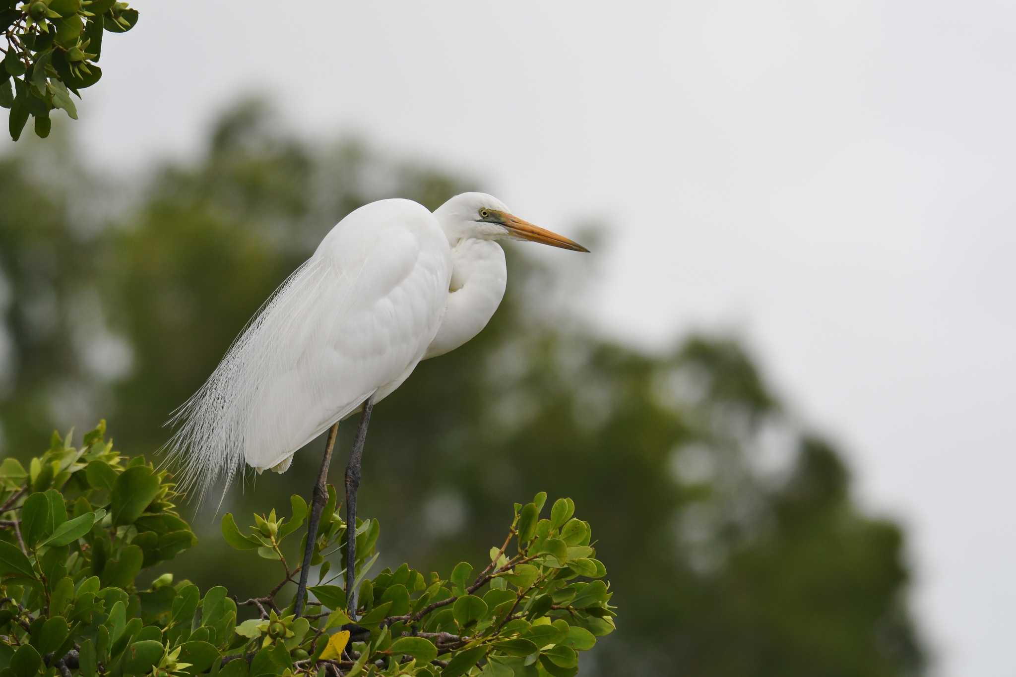 Great Egret